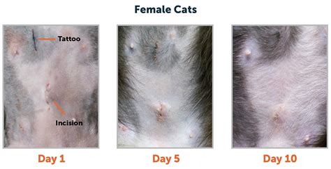 healed spay incision cat|Spay Incision Cat Wound Healing Stages Pictures